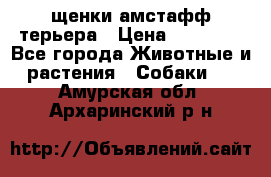 щенки амстафф терьера › Цена ­ 30 000 - Все города Животные и растения » Собаки   . Амурская обл.,Архаринский р-н